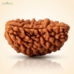 1 Mukhi Rudraksha