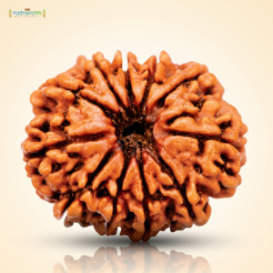 11 Mukhi Rudraksha
