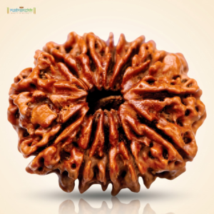 12 Mukhi Rudraksha