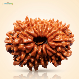 14 Mukhi Rudraksha