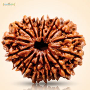 16 Mukhi Rudraksha
