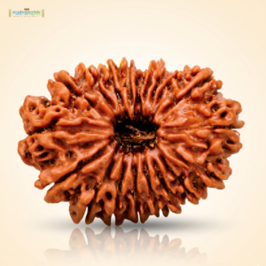 19 Mukhi Rudraksha