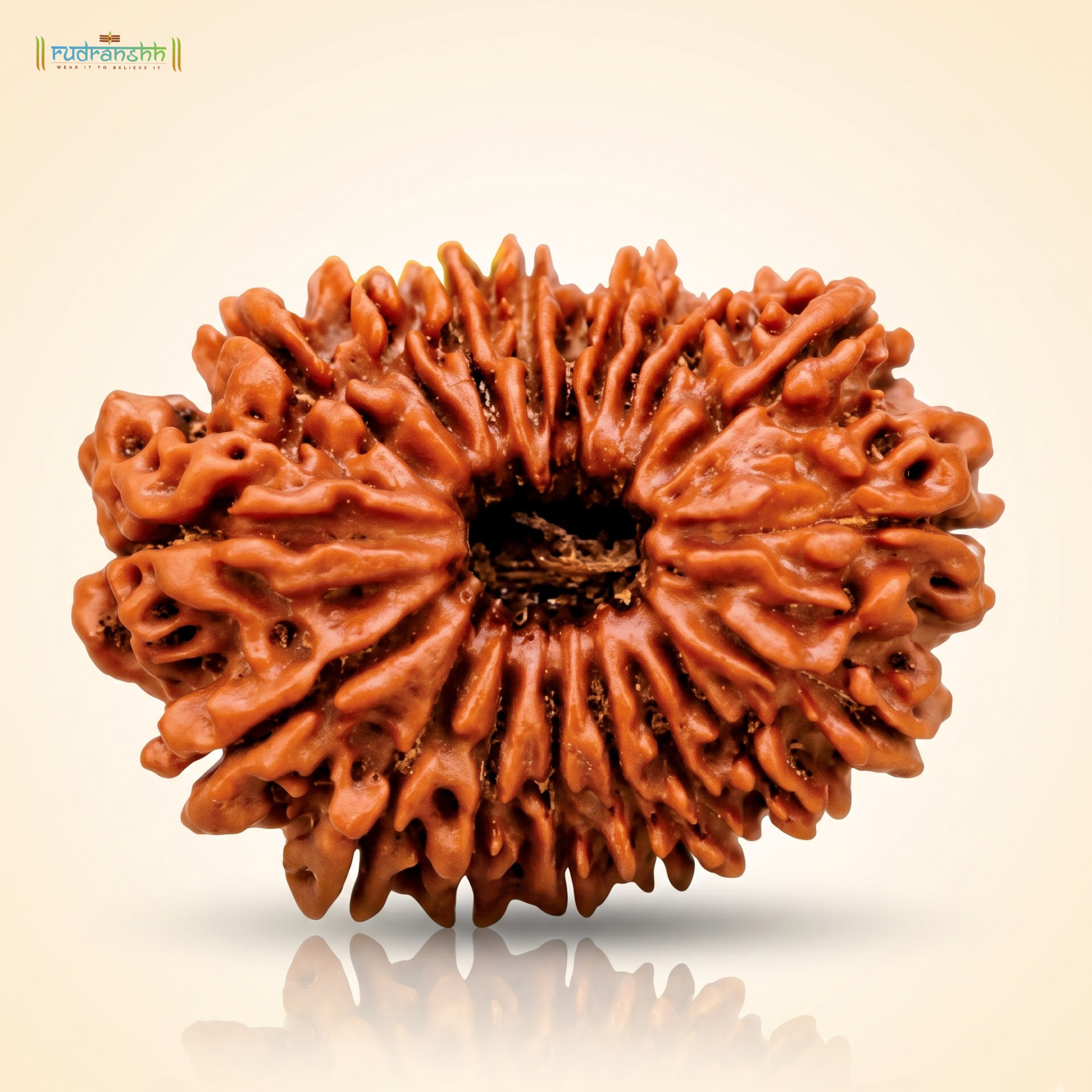 19 Mukhi Rudraksha