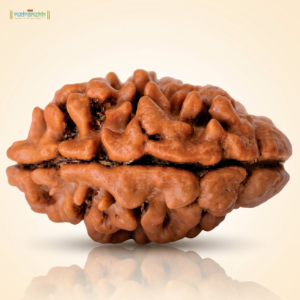 2 Mukhi Rudraksha