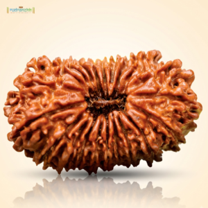 21 Mukhi Rudraksha