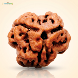 3 Mukhi Rudraksha