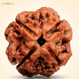 4 Mukhi Rudraksha