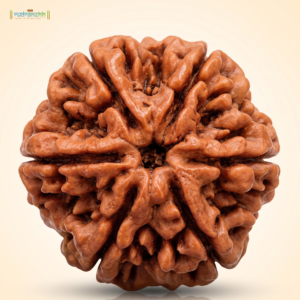 6 Mukhi Rudraksha