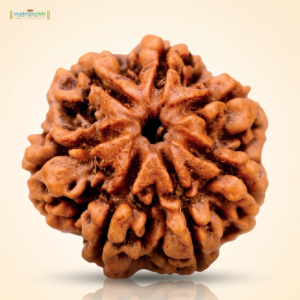 7 Mukhi Rudraksha