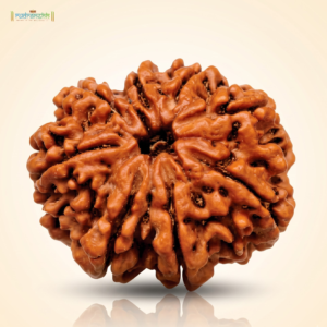8 Mukhi Rudraksha