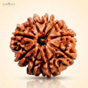 9 Mukhi Rudraksha
