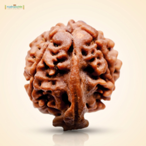 Ganesh Rudraksha