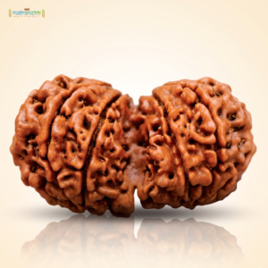 A Gauri Shankar Rudraksha, two naturally joined beads