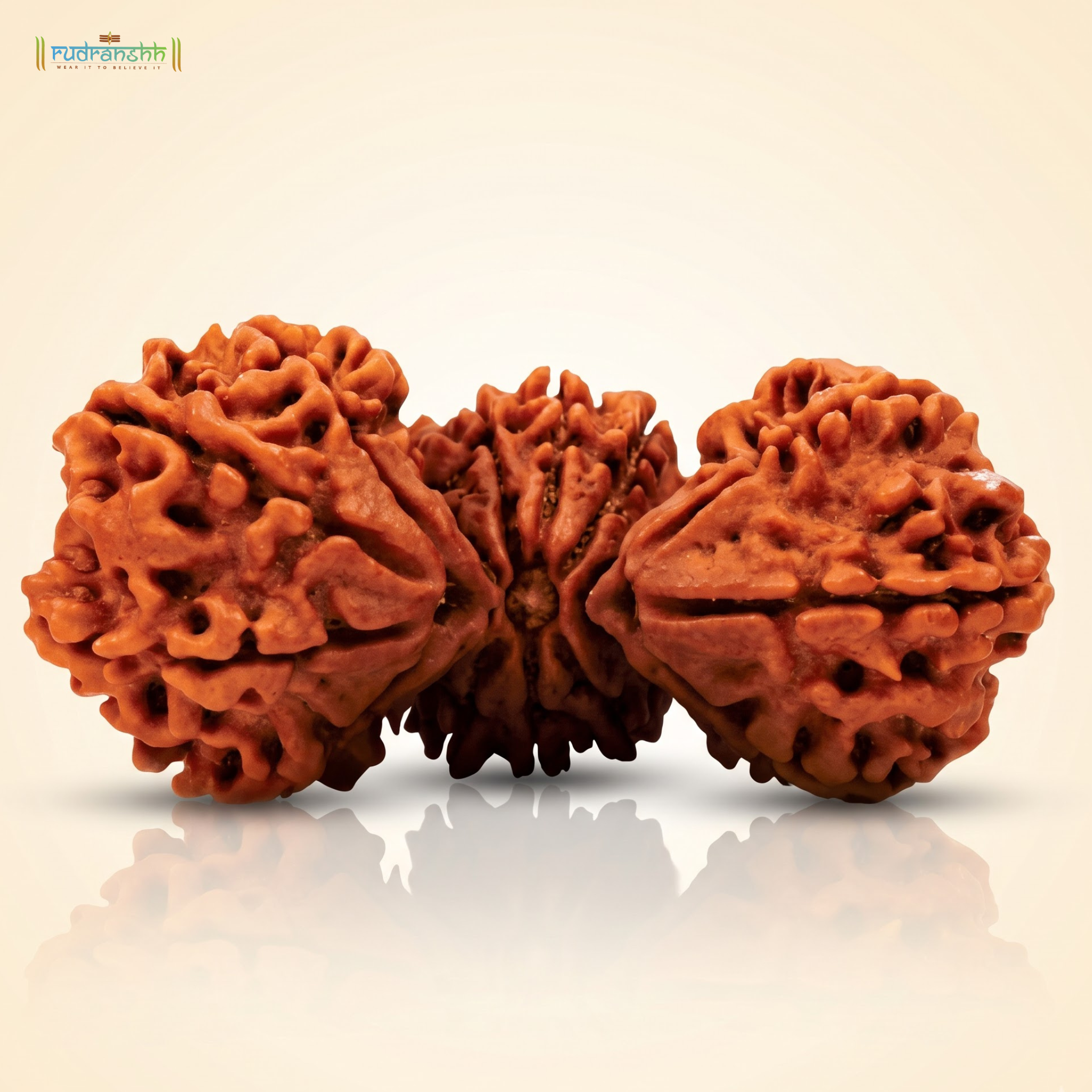 Trijuti Rudraksha